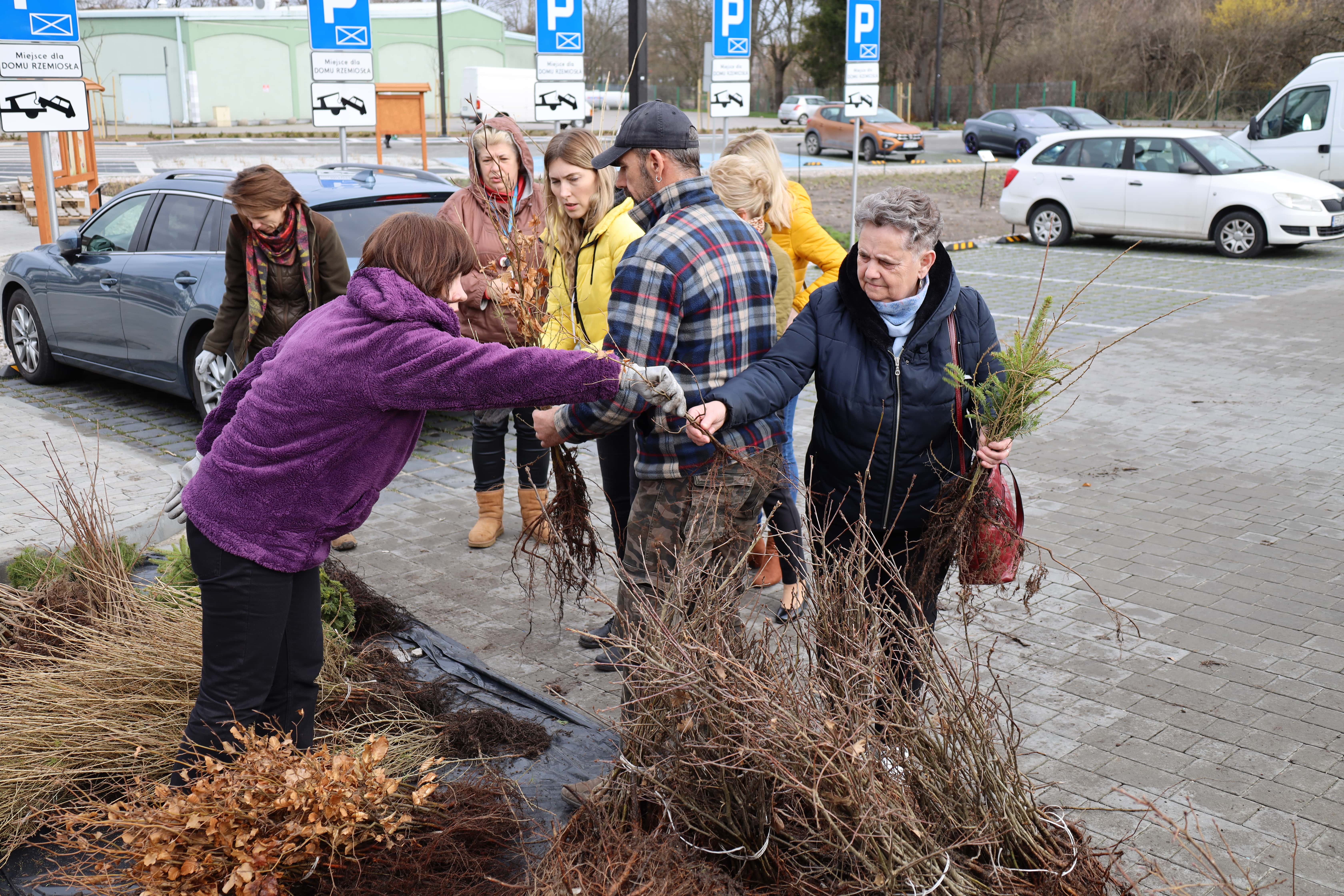 8500 sadzonek drzew dla mieszkańców Radomska - akcja Zielone Radomsko