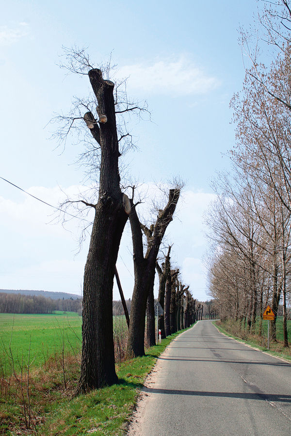 Prace pielęgnacyjne w obrębie koron drzew