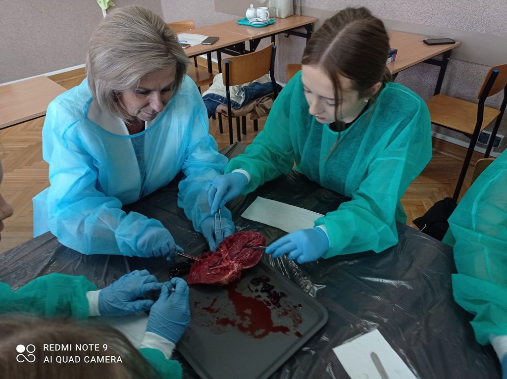 Dni Zdrowia -uczniowie PSP nr 4 poznawali anatomię serca.